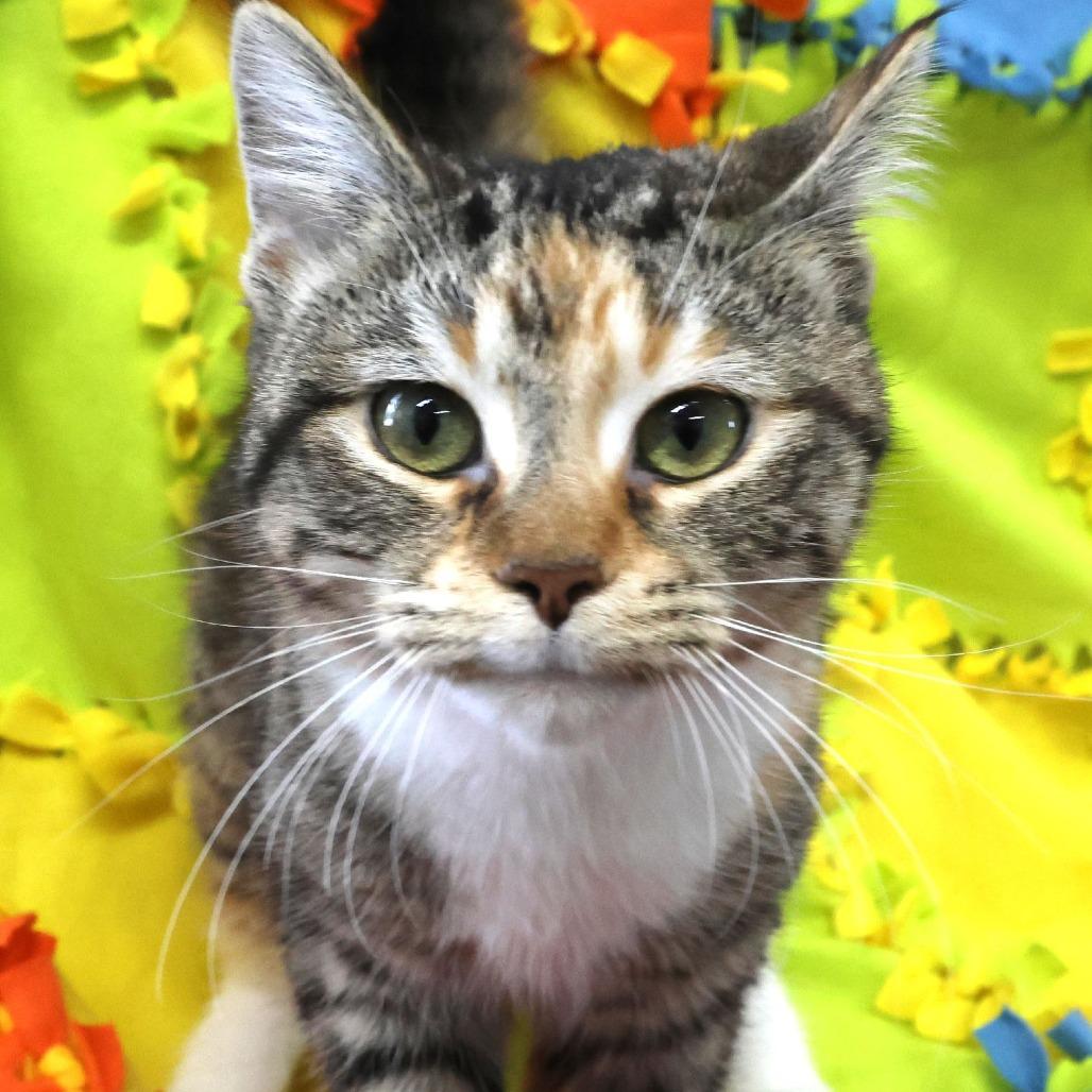 Enlarge Libby, a Adoptable Domestic Short Hair in Chaska, MN image 3/6