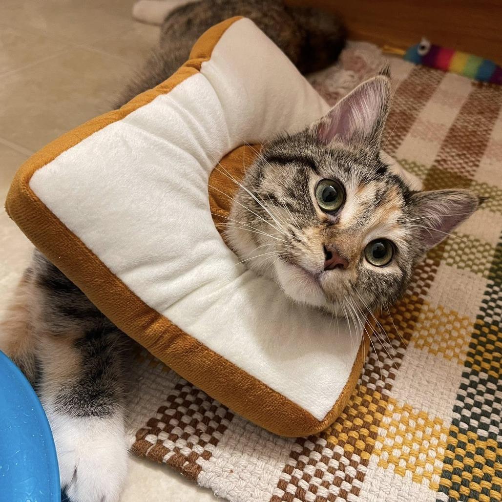 Enlarge Libby, a Adoptable Domestic Short Hair in Chaska, MN image 4/6