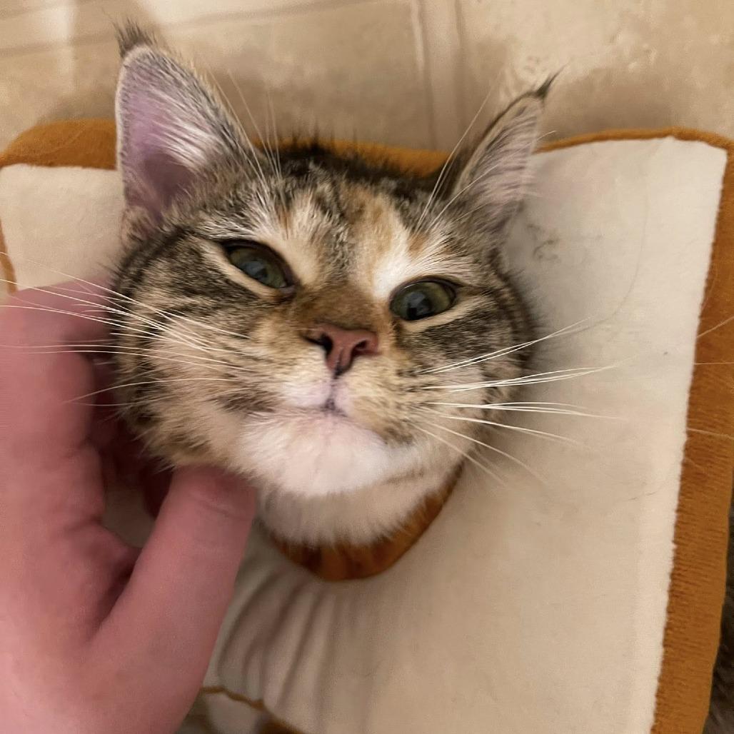 Enlarge Libby, a Adoptable Domestic Short Hair in Chaska, MN image 5/6