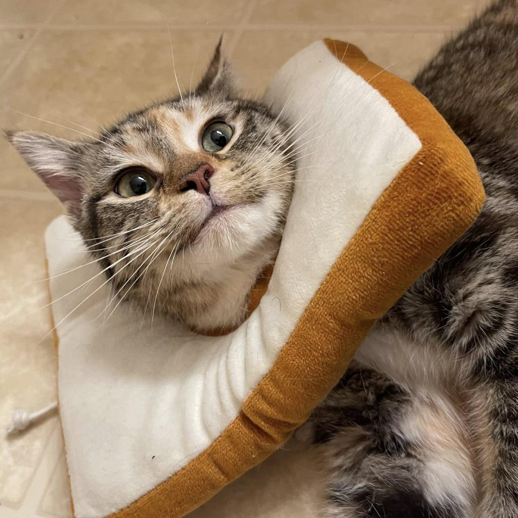 Enlarge Libby, a Adoptable Domestic Short Hair in Chaska, MN image 6/6