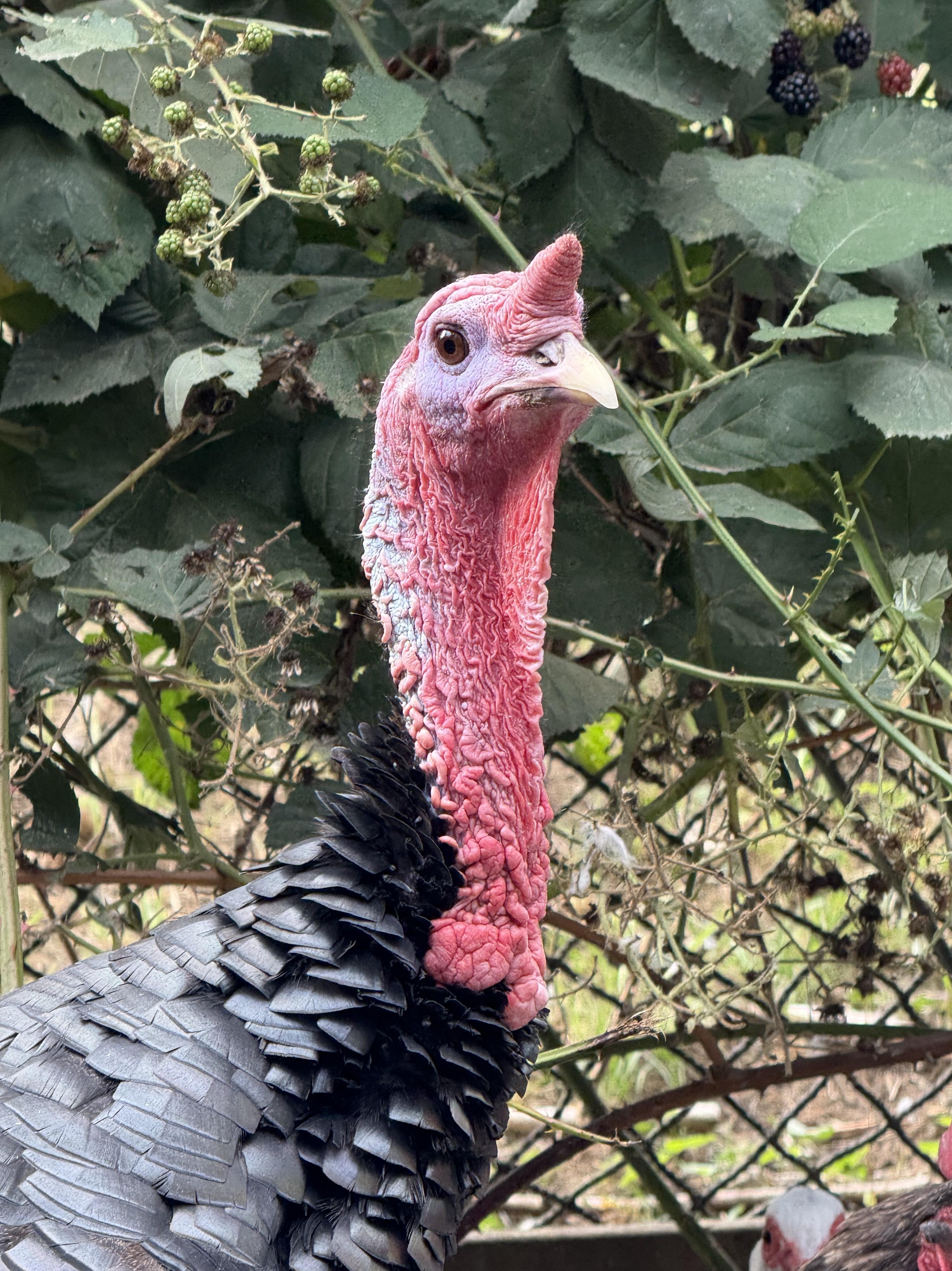 Wizard - Bronze Turkey Tom, a Adoptable Turkey in Quilcene, WA image 1/3