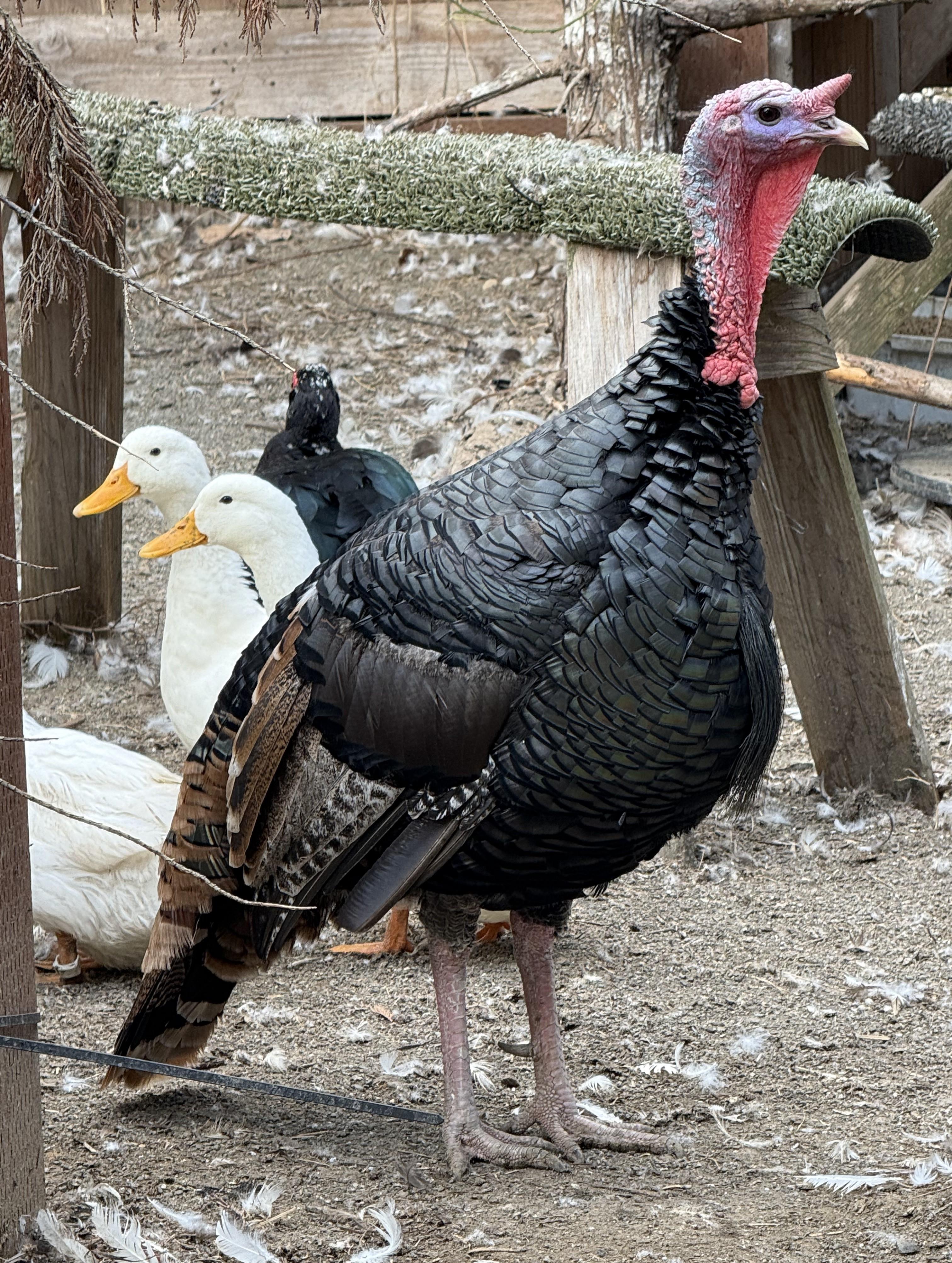 Wizard - Bronze Turkey Tom, a Adoptable Turkey in Quilcene, WA image 2/3
