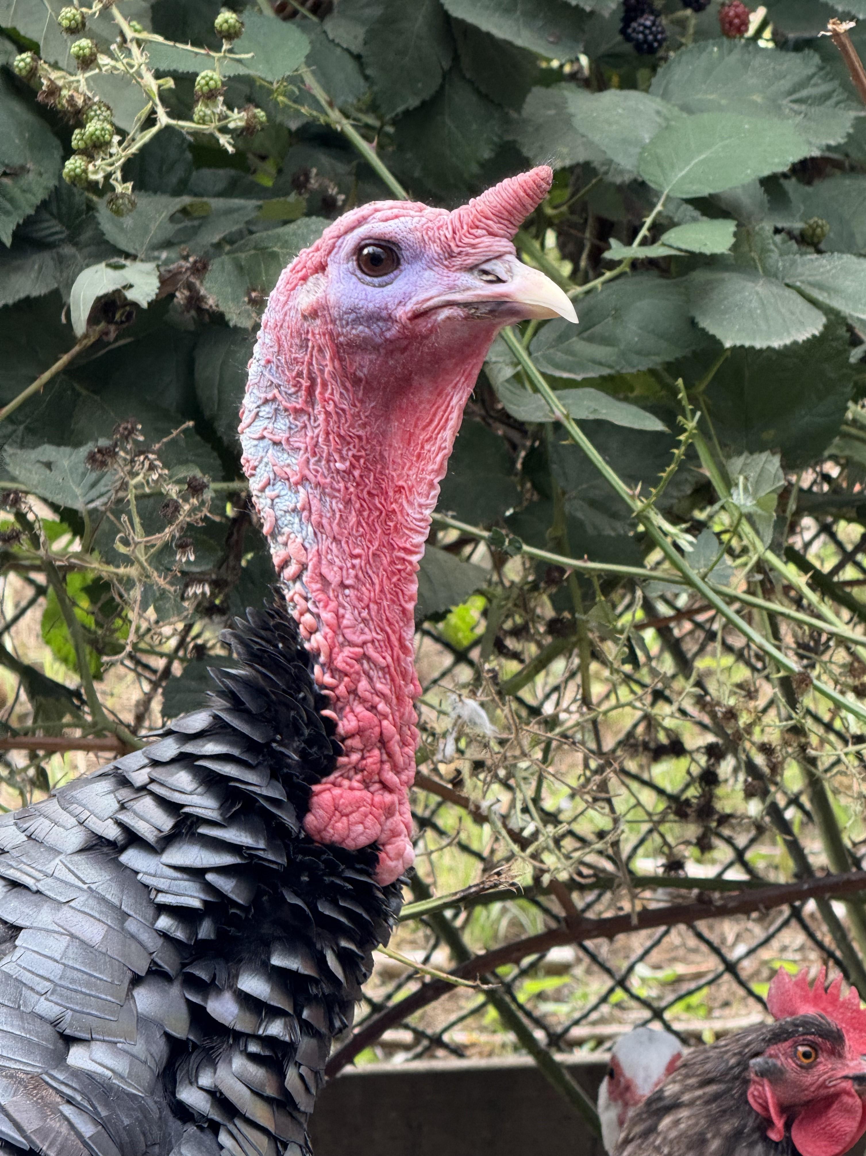 Wizard - Bronze Turkey Tom