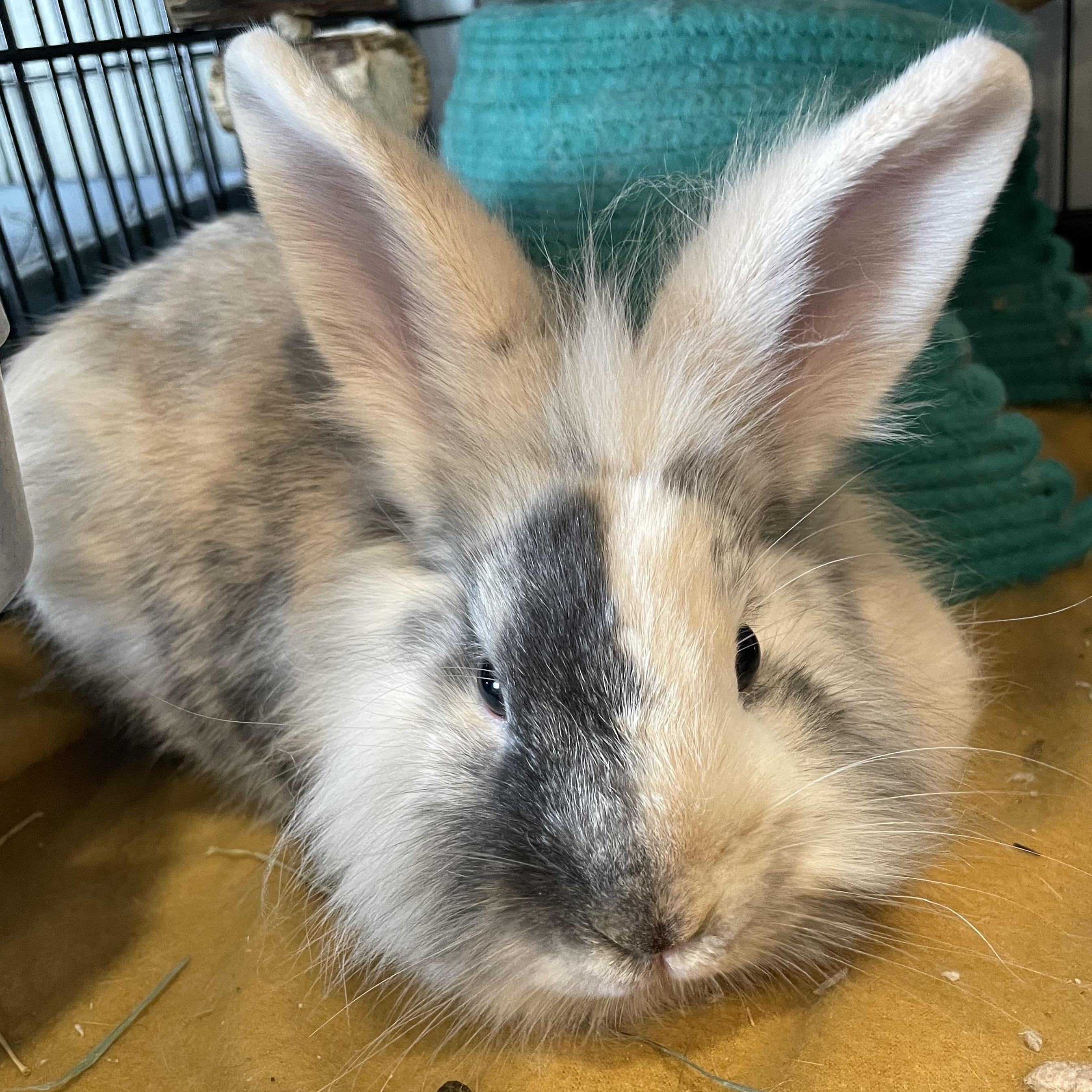 S'more, Adoptable, Young Male Lionhead.