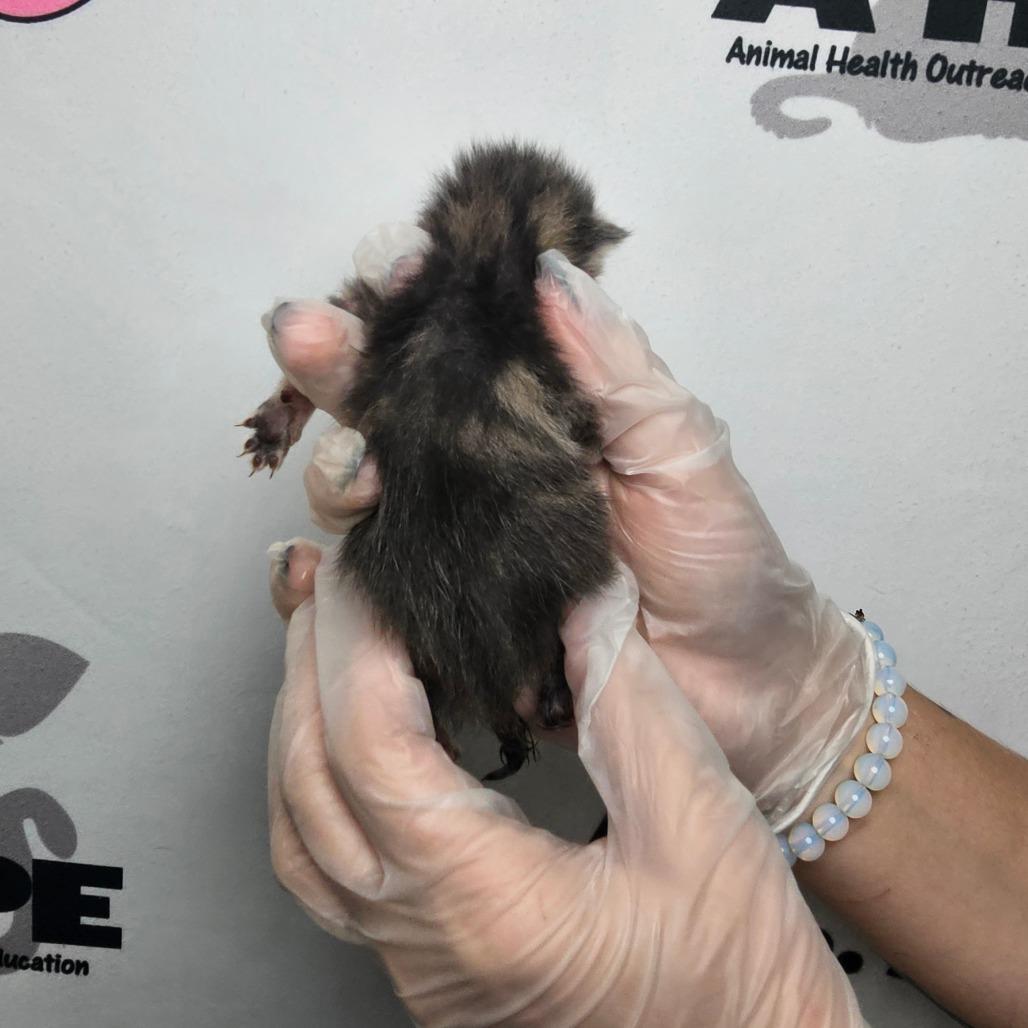 Enlarge Bean, a Adoptable mixed breed in Milton, FL image 4/5