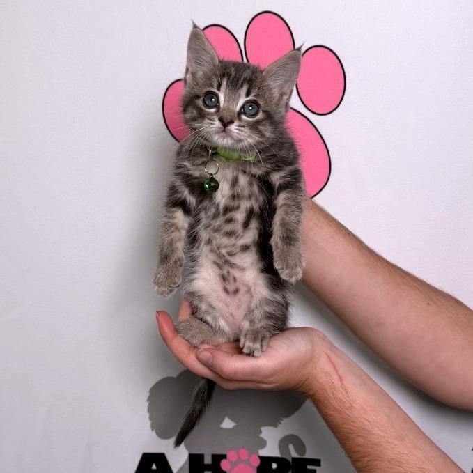 Bean, a Adoptable mixed breed in Milton, FL image 5/6