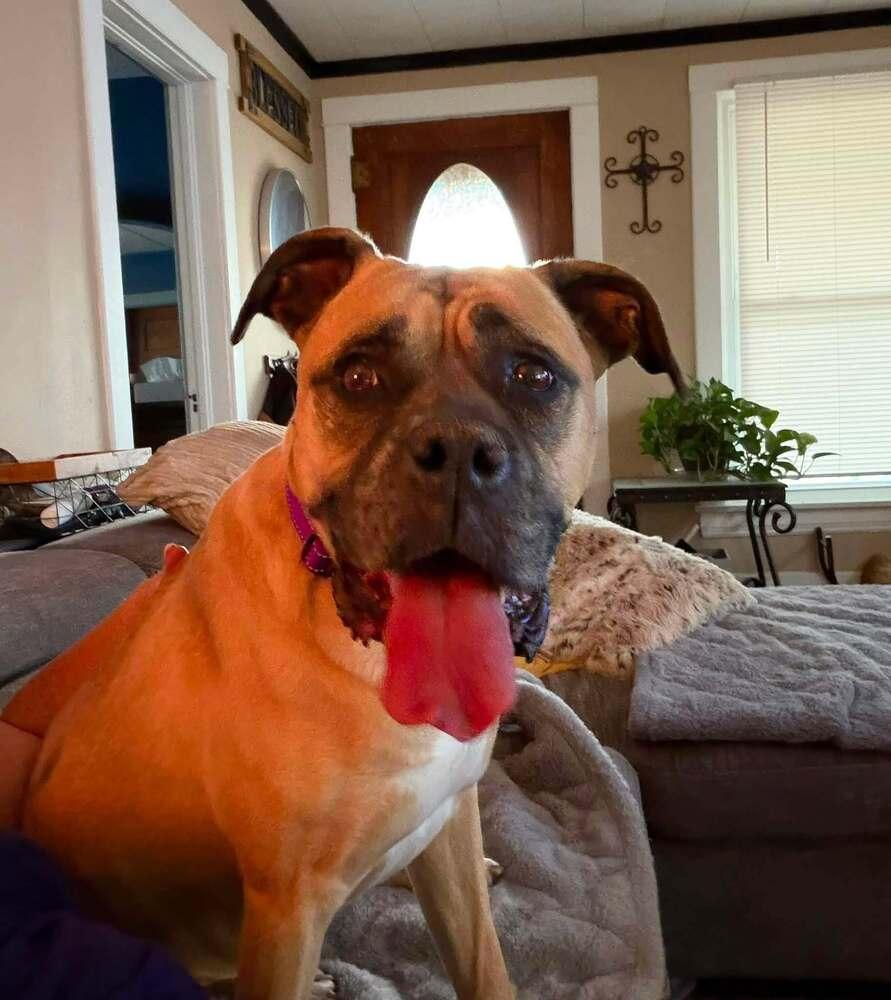 Ginger, Adoptable, Young Female Boxer.