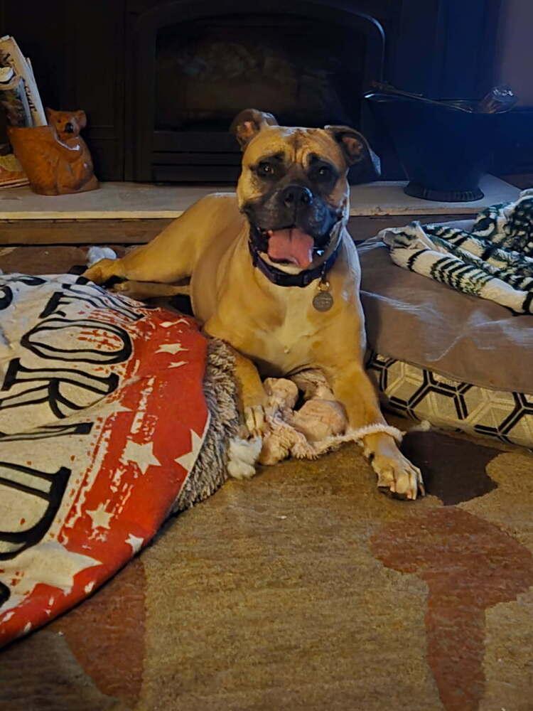 Enlarge Ginger, a Adoptable mixed breed in Denver, CO image 2/6