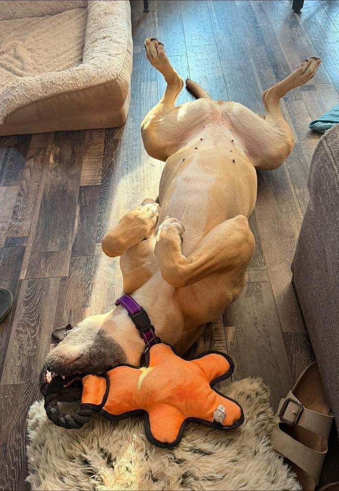 Enlarge Ginger, a Adoptable mixed breed in Denver, CO image 3/6