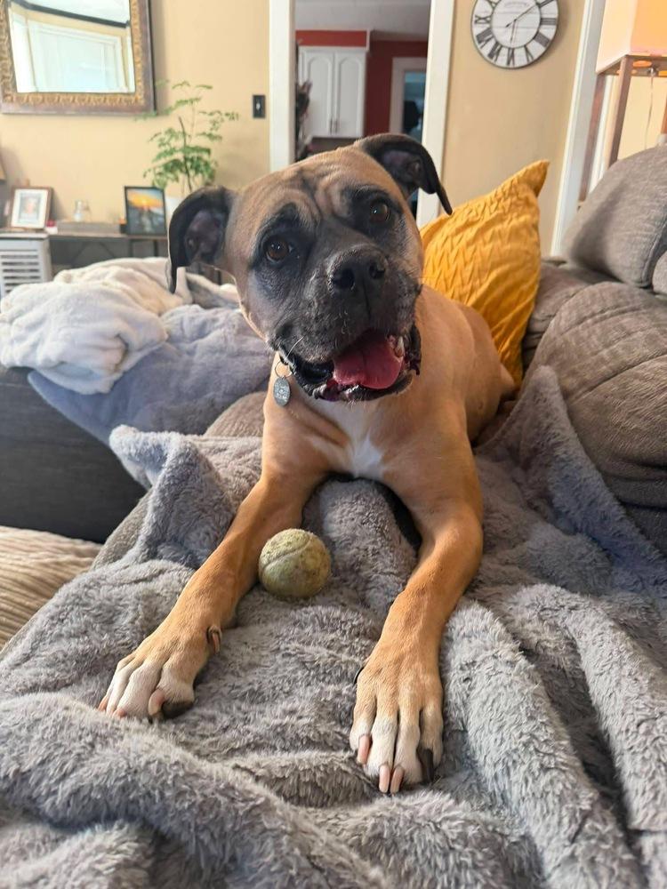 Enlarge Ginger, a Adoptable mixed breed in Denver, CO image 4/6