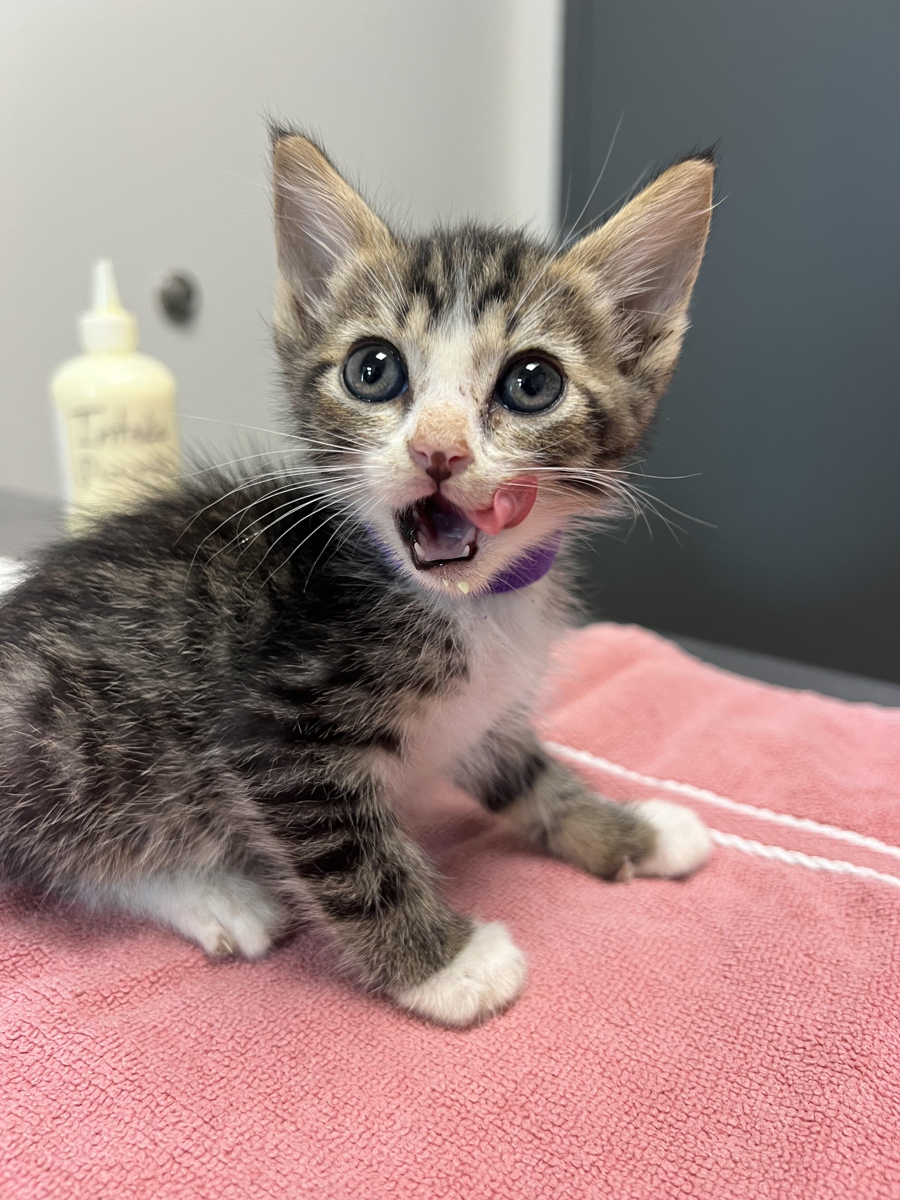 Brandon, Adoptable, Kitten Male Domestic Short Hair.