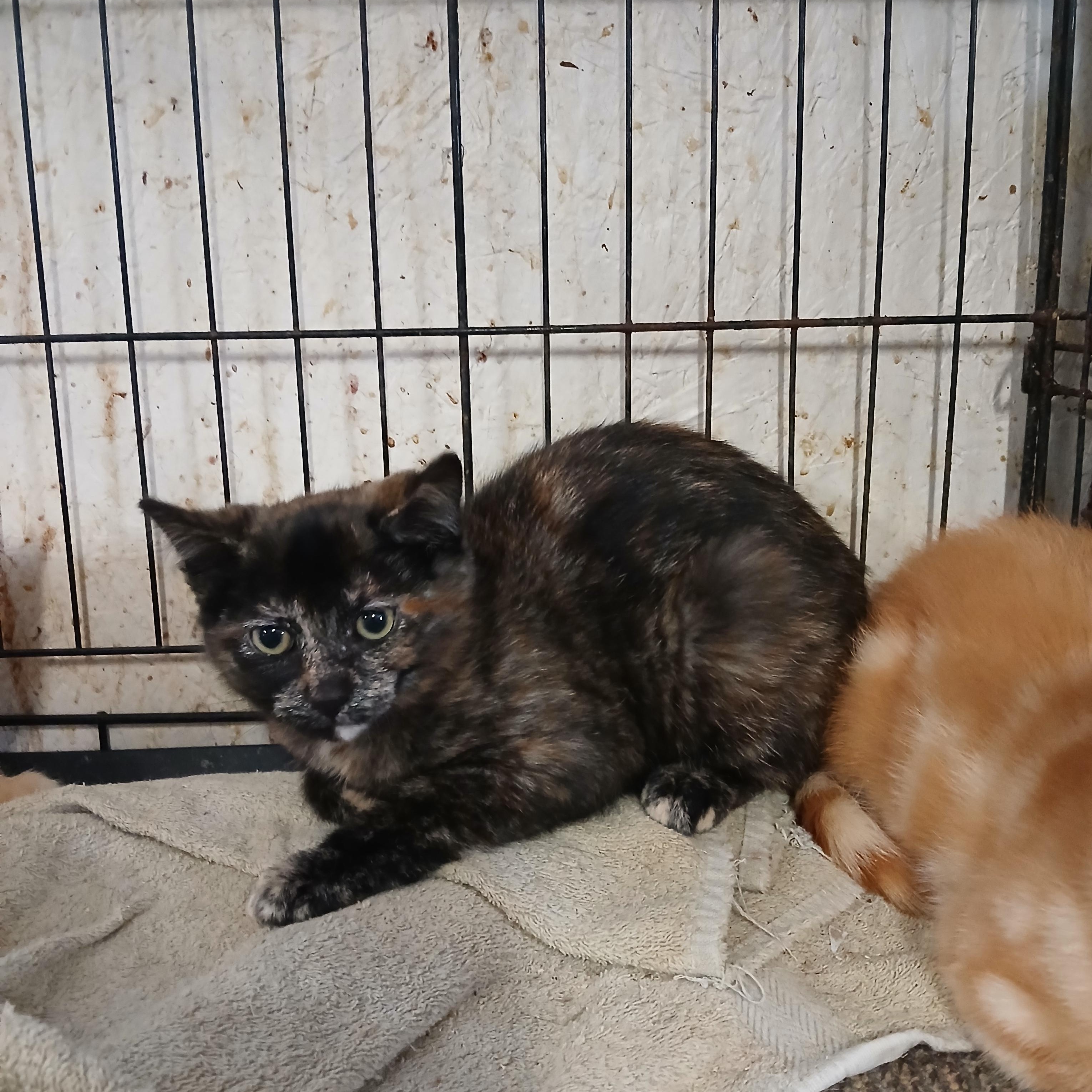 Sandusky Leona, a ADOPTABLE mixed breed in Eaton Rapids, MI image 1/2