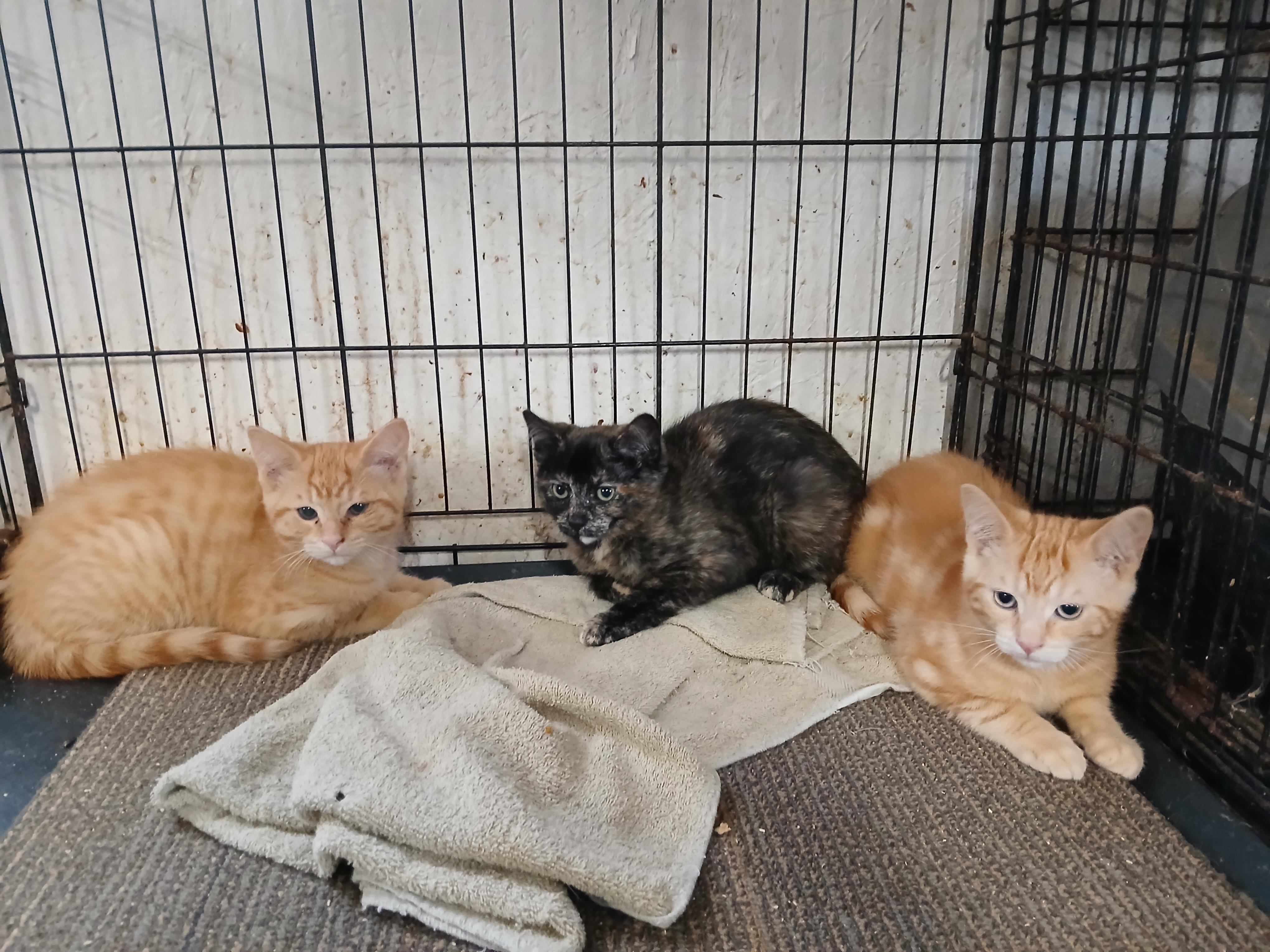 Sandusky Leona, a ADOPTABLE mixed breed in Eaton Rapids, MI image 2/2