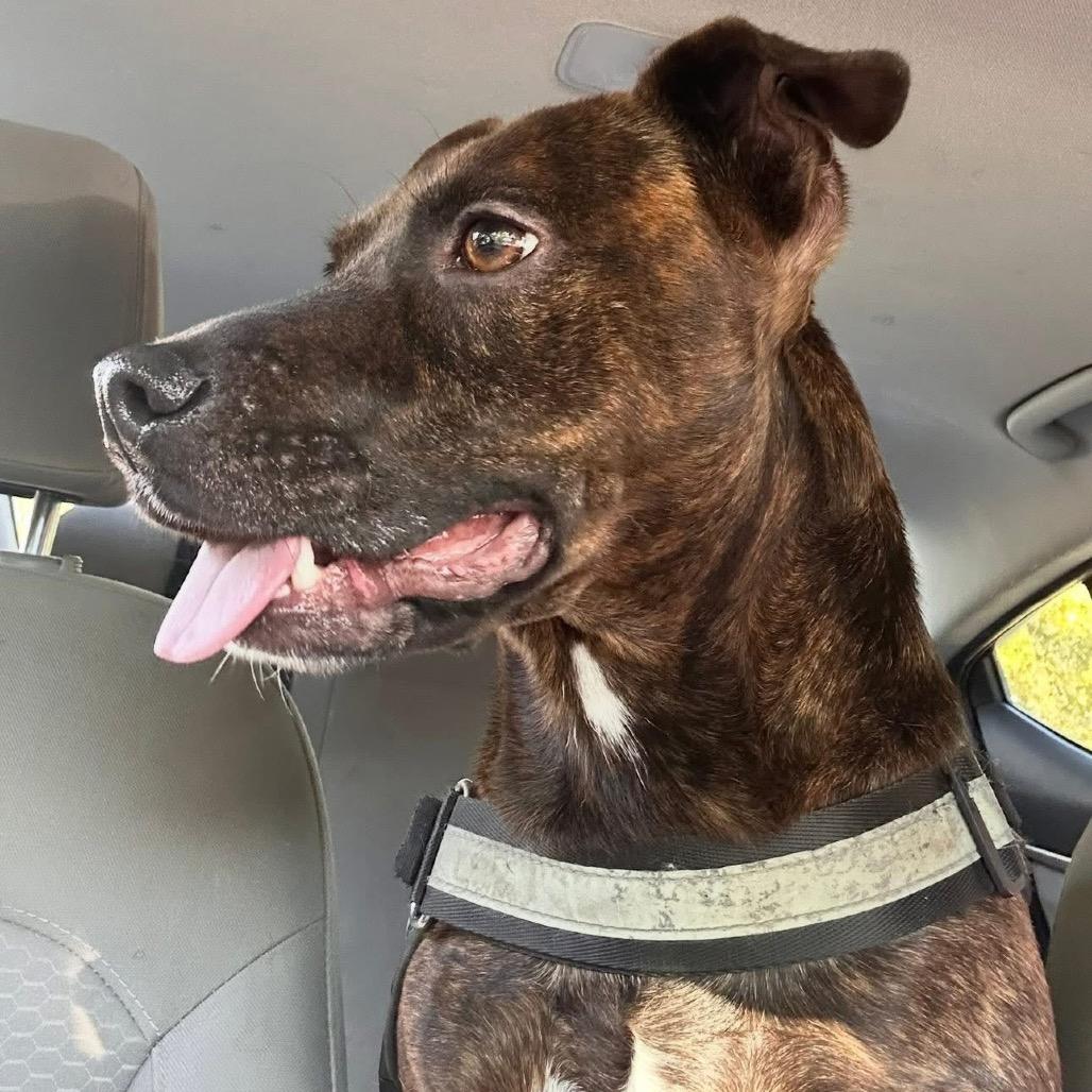 Enlarge Rigsby, a Adoptable Retriever in San Antonio, TX image 1/6