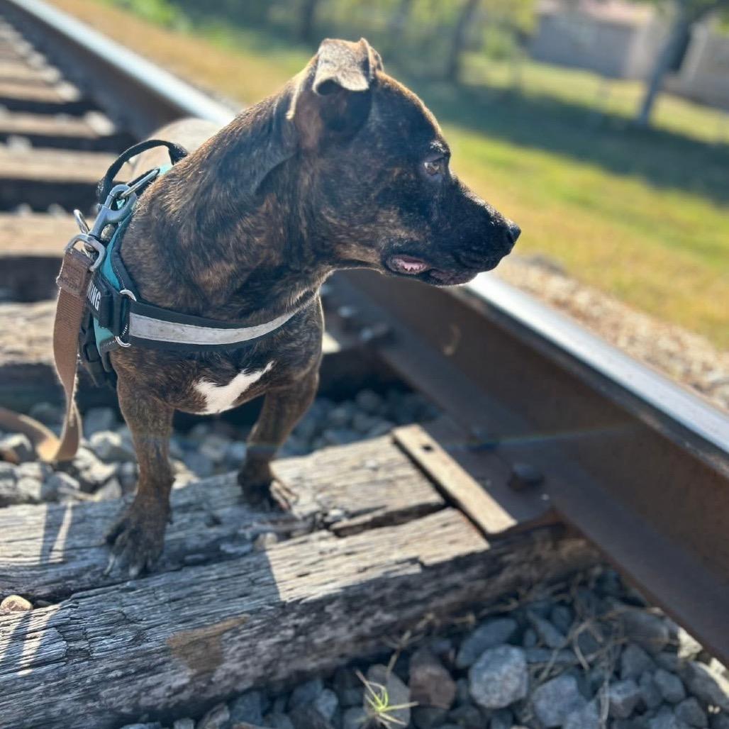 Enlarge Rigsby, a Adoptable Retriever in San Antonio, TX image 2/6