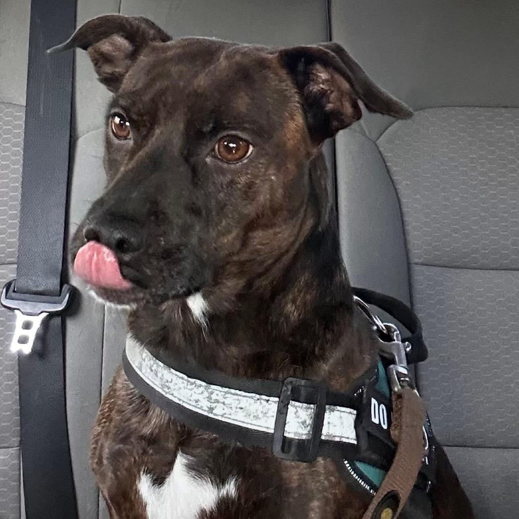 Enlarge Rigsby, a Adoptable Retriever in San Antonio, TX image 3/6