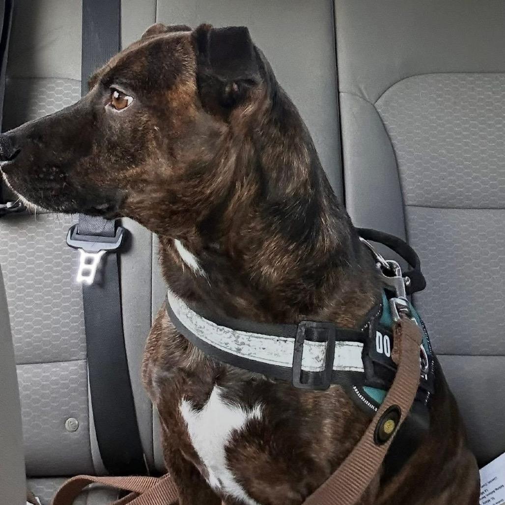 Enlarge Rigsby, a Adoptable Retriever in San Antonio, TX image 4/6