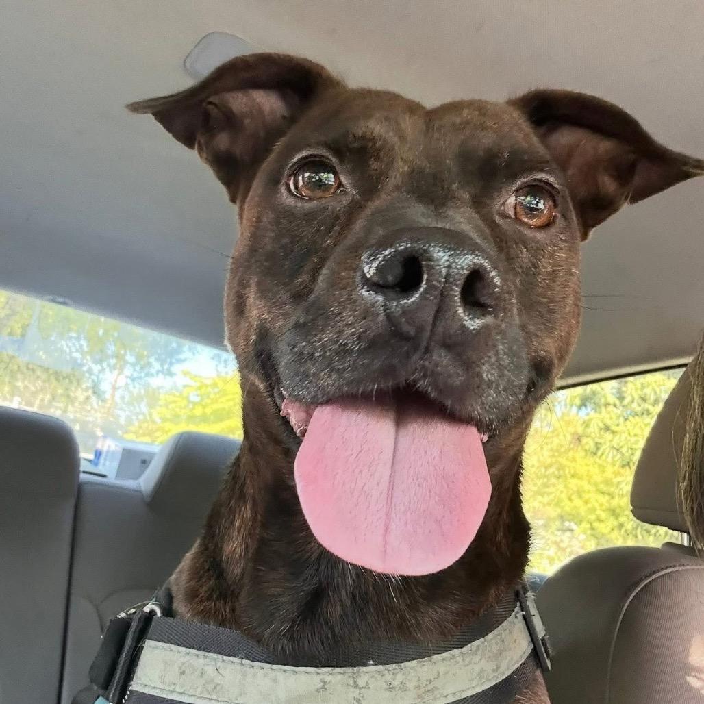 Enlarge Rigsby, a Adoptable Retriever in San Antonio, TX image 5/6