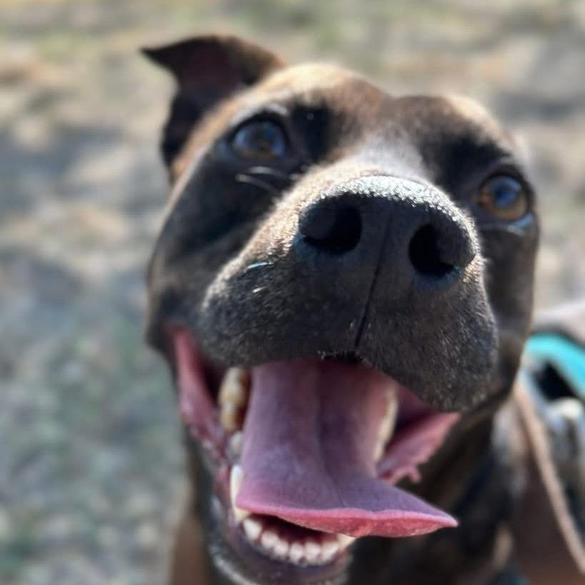 Enlarge Rigsby, a Adoptable Retriever in San Antonio, TX image 6/6