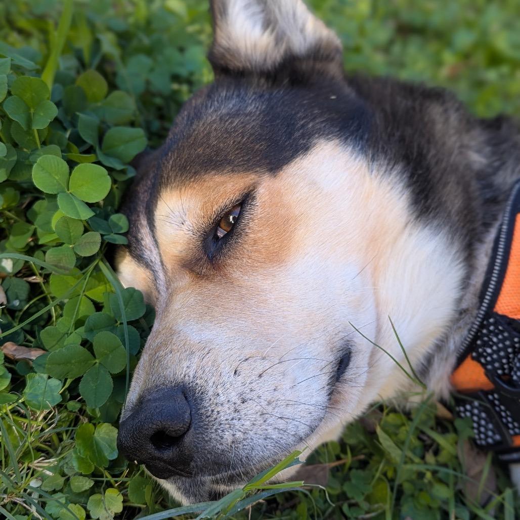 Rocky — thumbnail 3