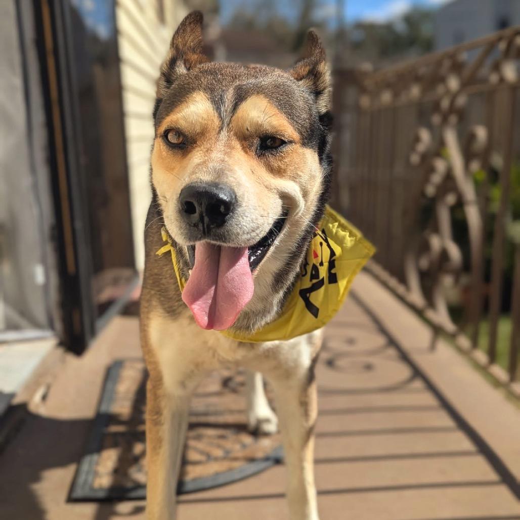 Rocky — thumbnail 4