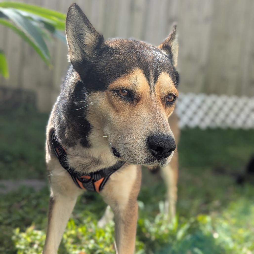 Rocky — thumbnail 5