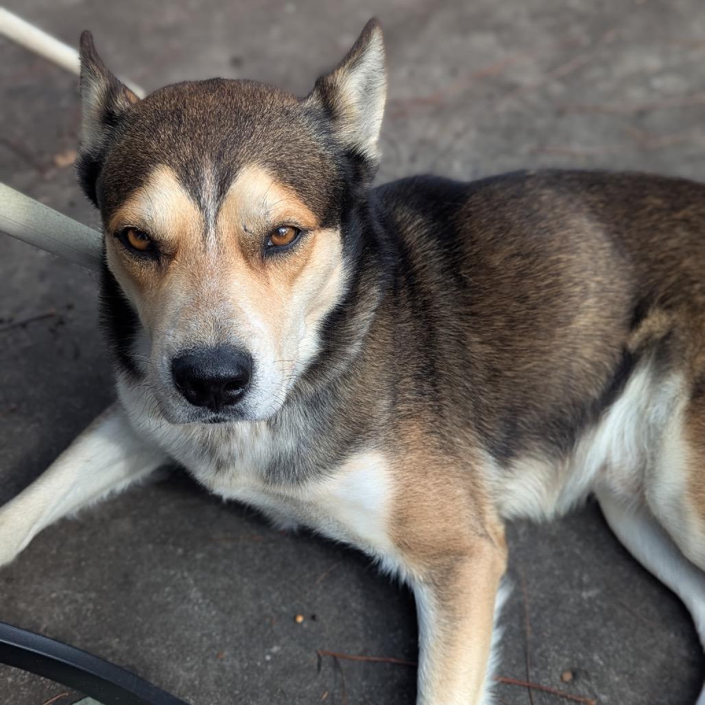 Rocky — thumbnail 6