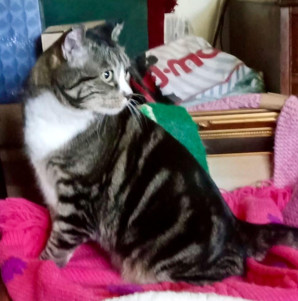 Sparky, a Adoptable Tabby in Seattle, WA image 2/4