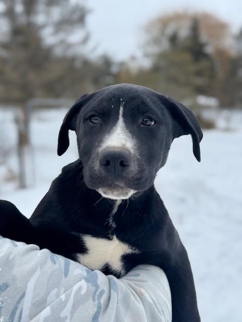 Harley, ADOPTABLE, Puppy Male German Shepherd Dog & Black Labrador Retriever.