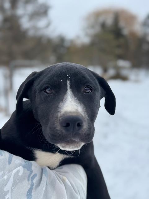 Enlarge Harley, an adopted mixed breed in Lakeville, MN image 3/5