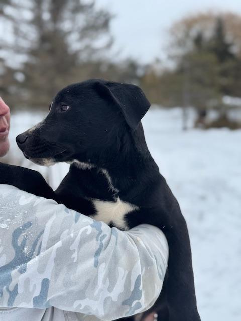 Enlarge Harley, an adopted mixed breed in Lakeville, MN image 2/5