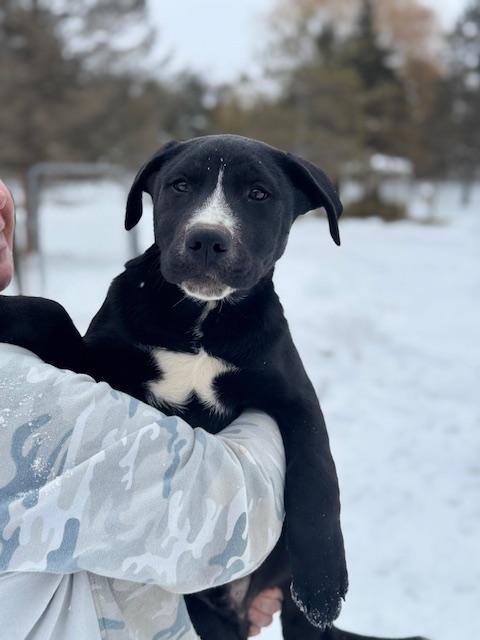 Enlarge Harley, an adopted mixed breed in Lakeville, MN image 4/5