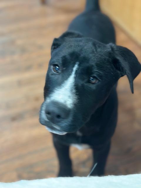 Enlarge Harley, an adopted mixed breed in Lakeville, MN image 5/5