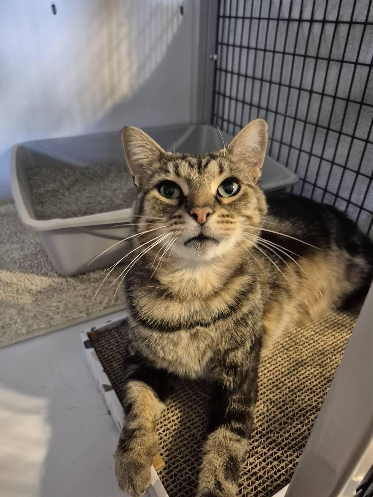 Enlarge Edgar, a Adoptable Domestic Short Hair in Jeffersonville, IN image 2/5