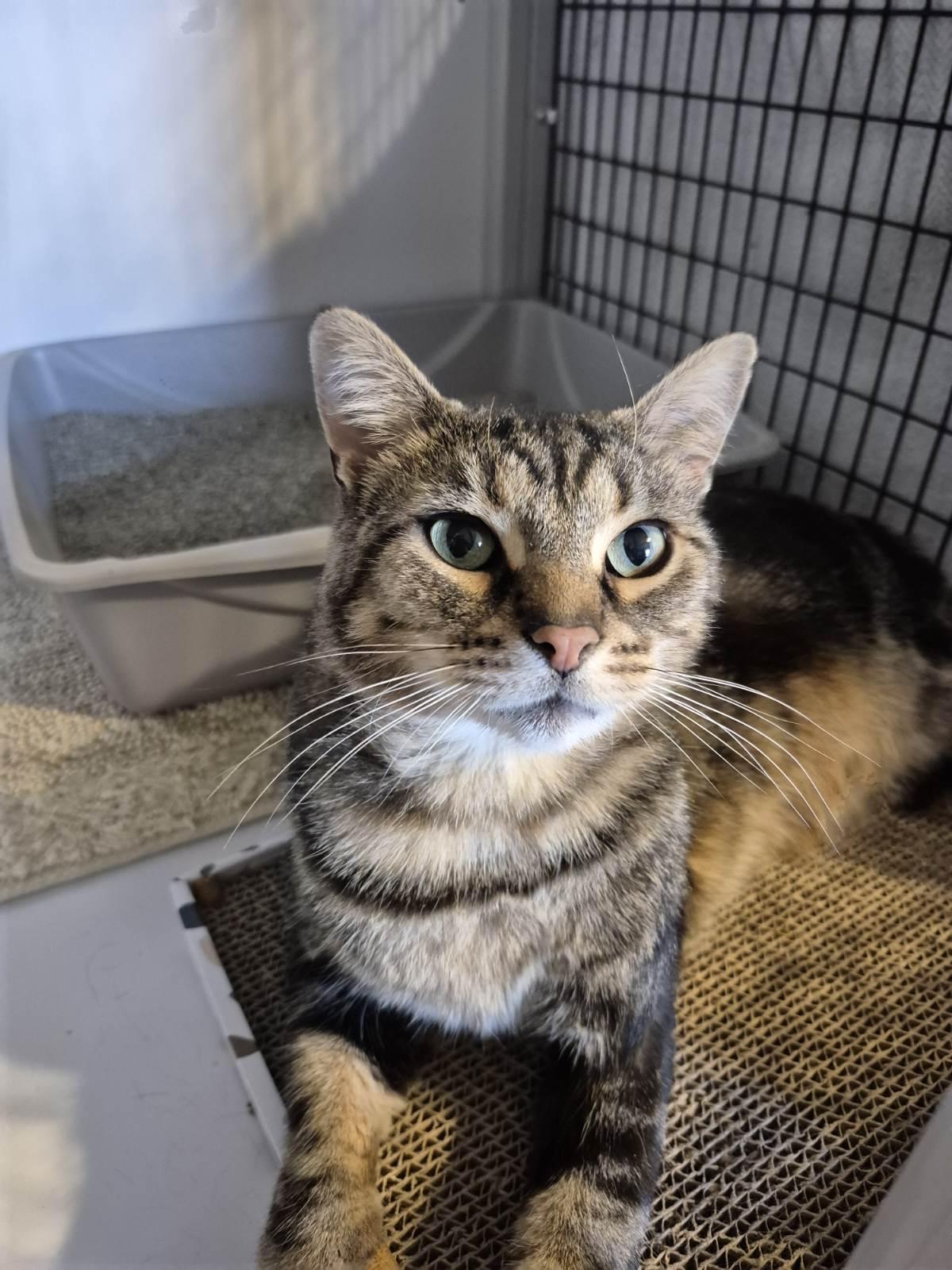 Edgar, Adoptable, Adult Male Domestic Short Hair.