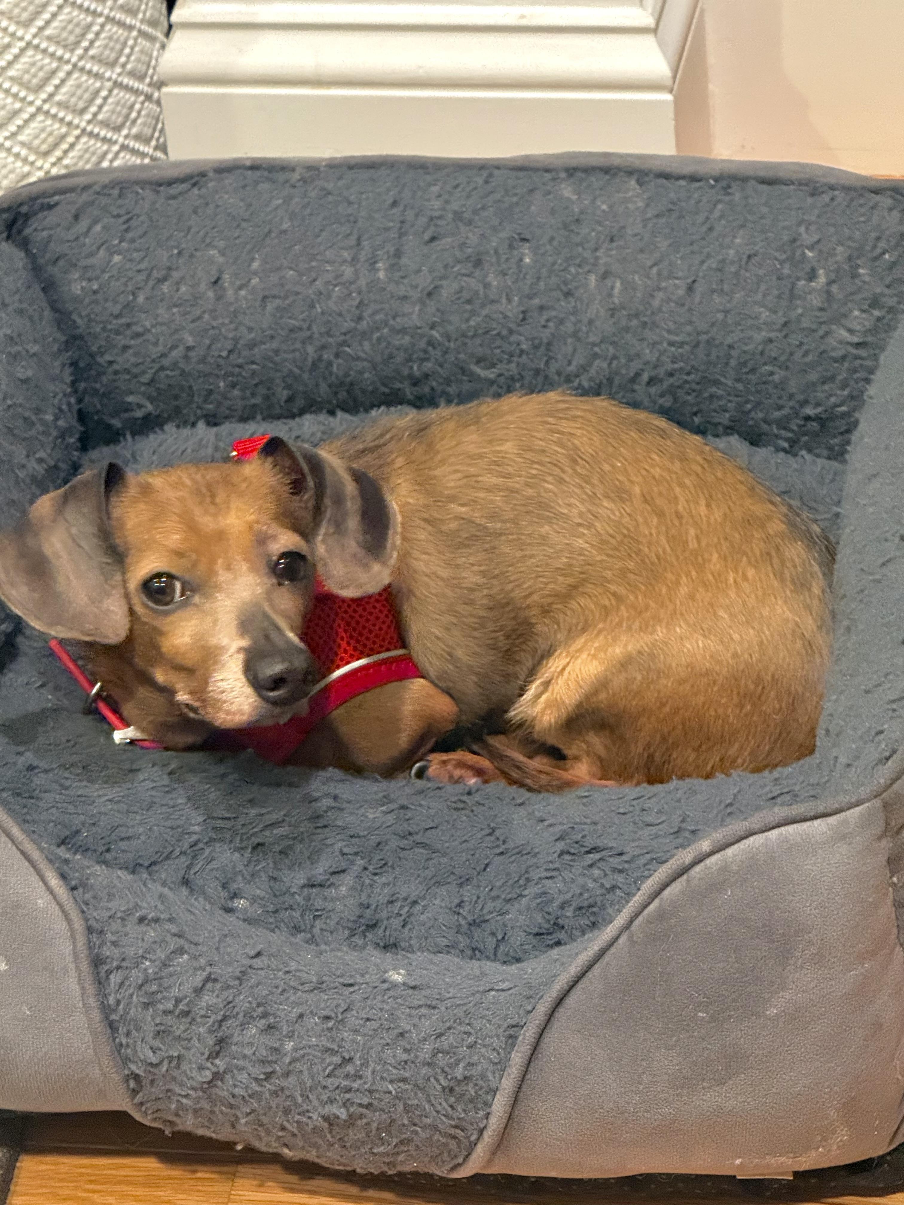 Enlarge Piglet, an adopted Chiweenie in Stamford, CT image 4/6