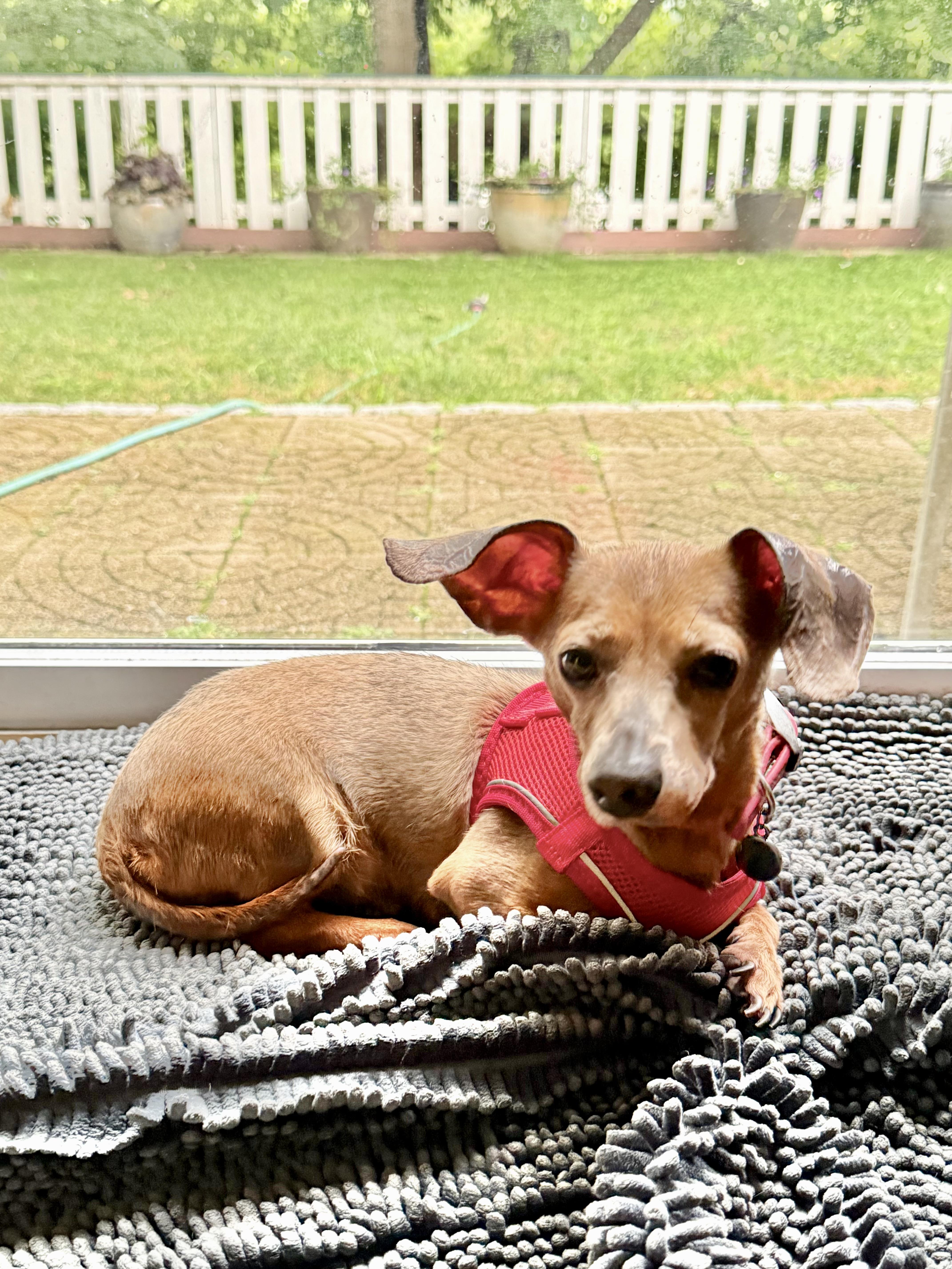 Enlarge Piglet, an adopted Chiweenie in Stamford, CT image 5/6