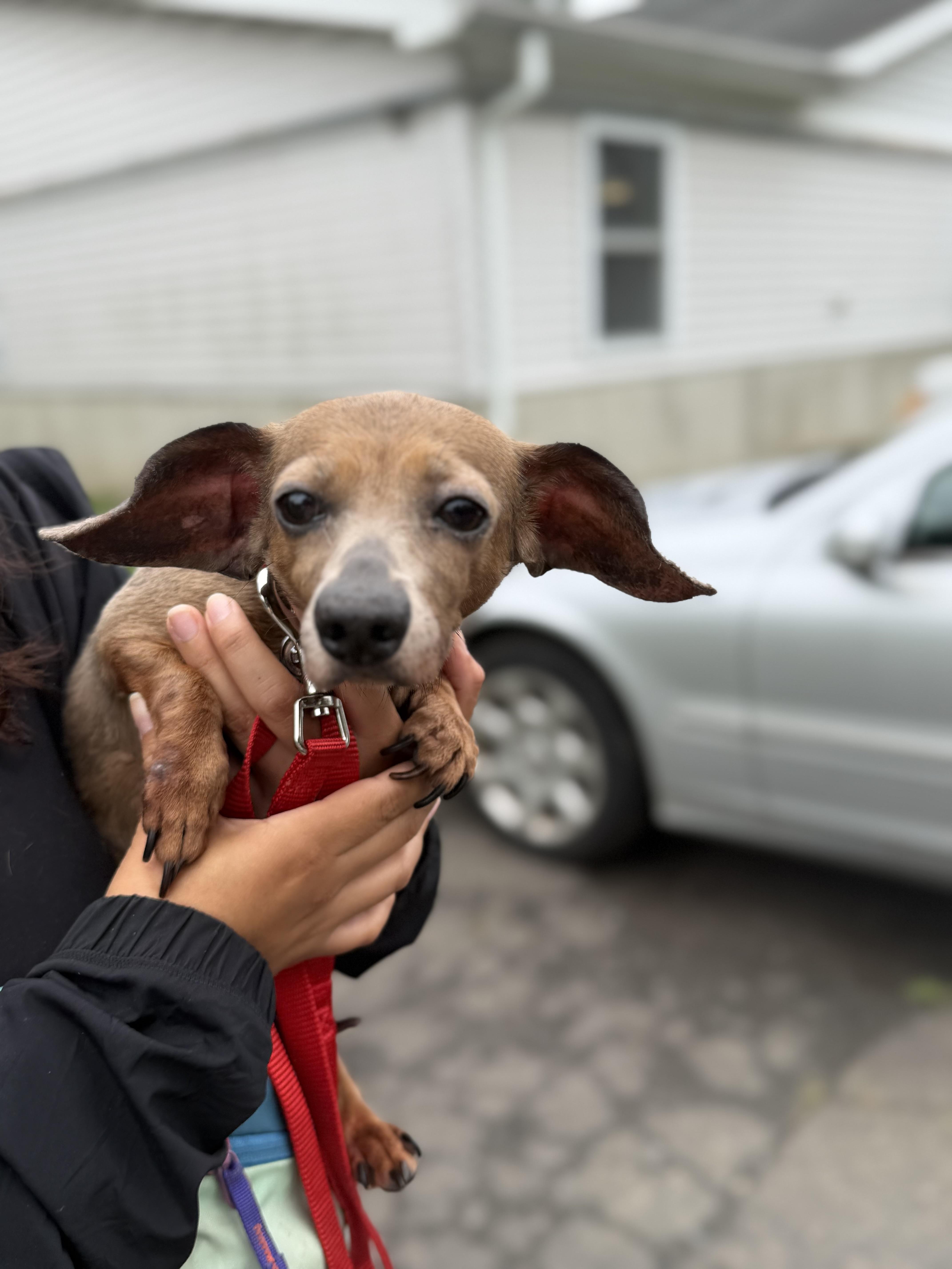 Enlarge Piglet, an adopted Chiweenie in Stamford, CT image 2/6