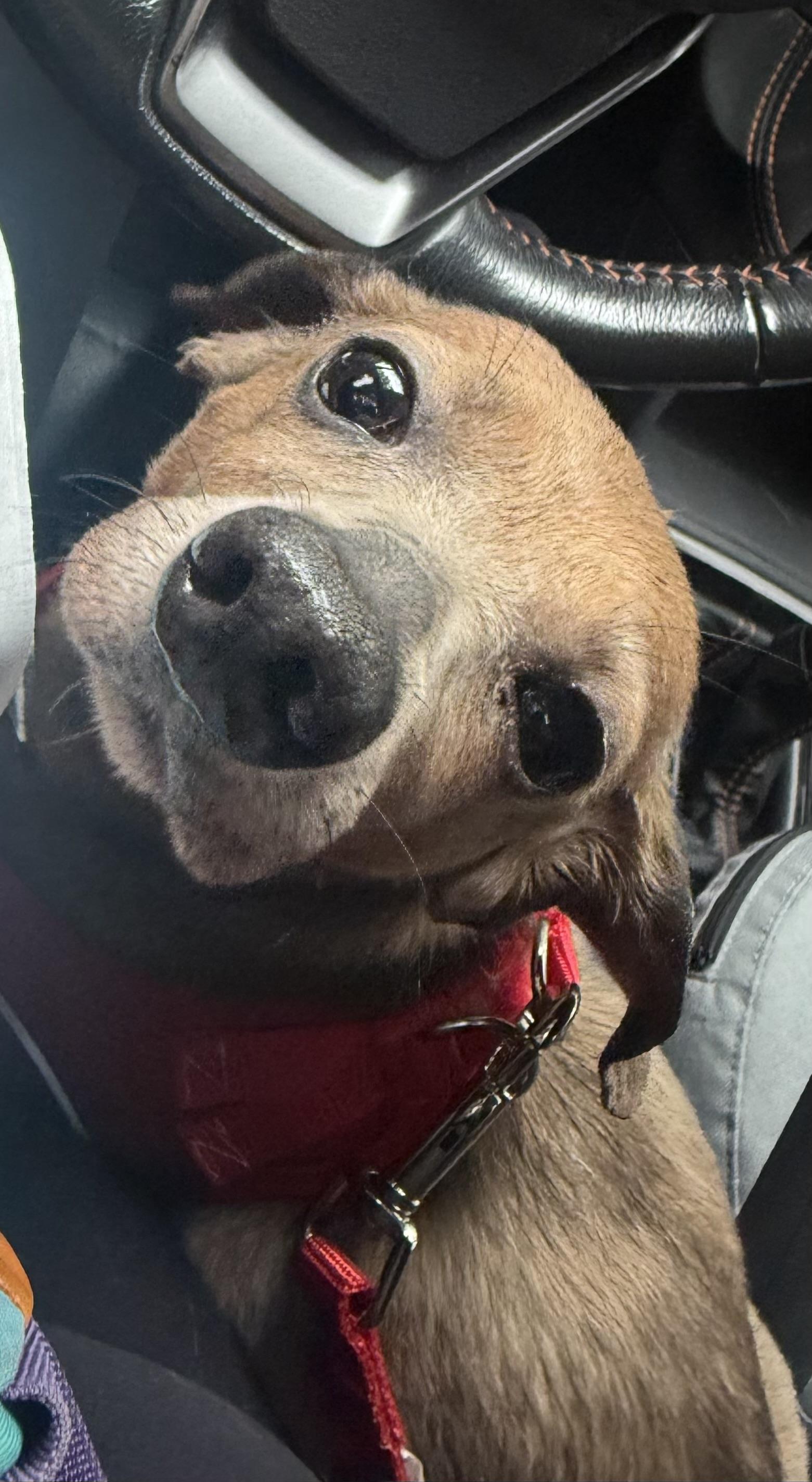 Piglet, adopted, Adult Female Chiweenie.
