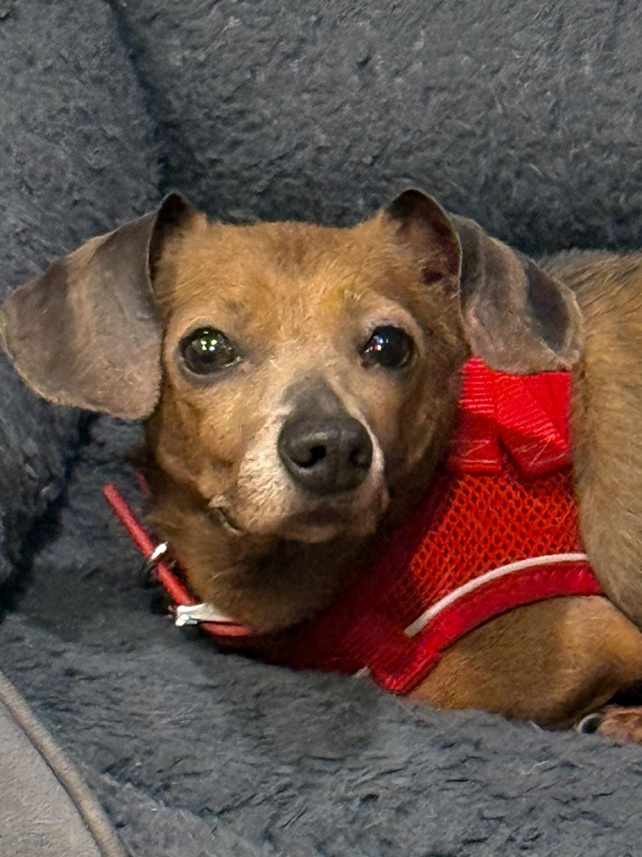 Enlarge Piglet, an adopted Chiweenie in Stamford, CT image 3/6