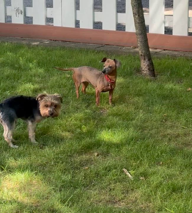 Enlarge Piglet, an adopted Chiweenie in Stamford, CT video 6/6