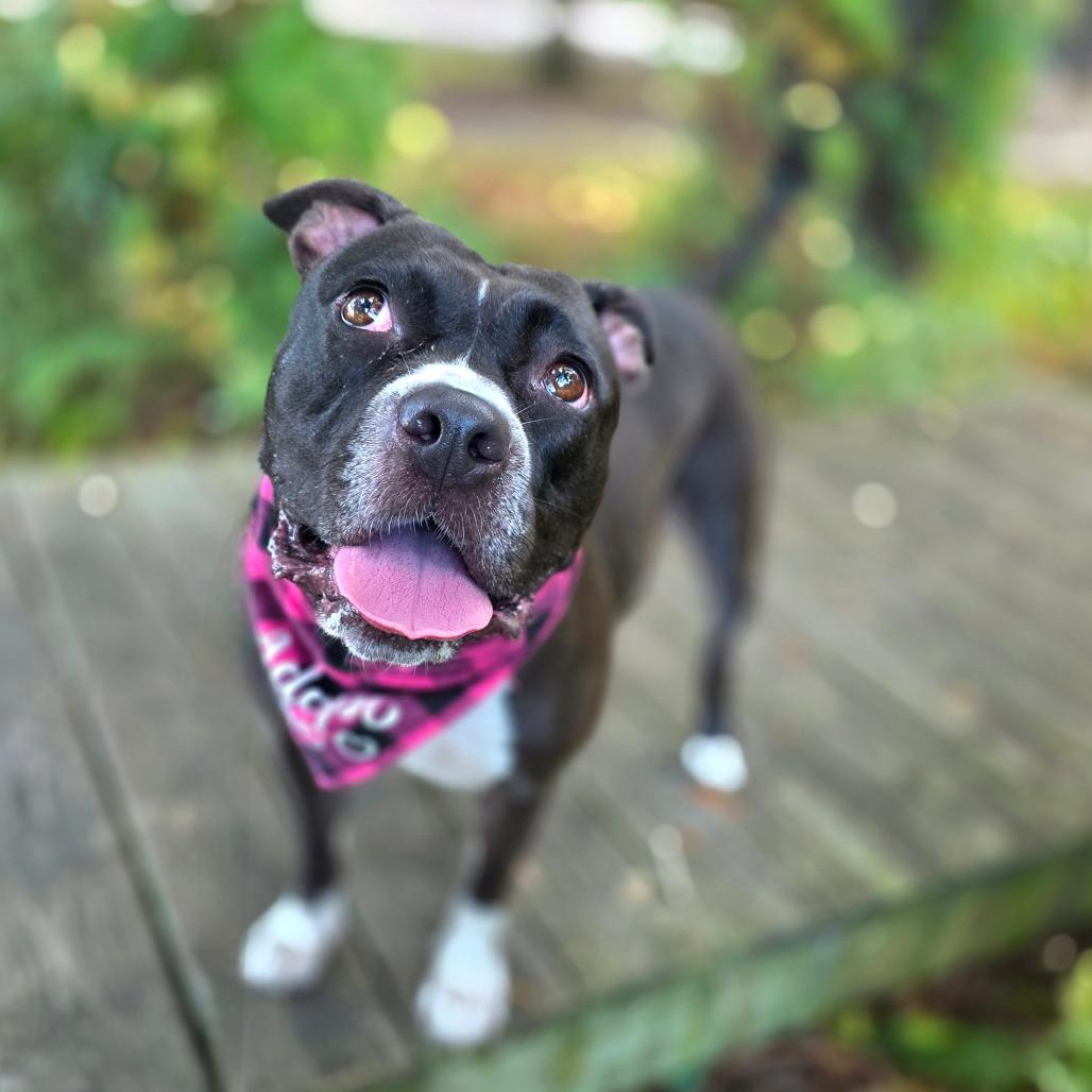 Mila, a Adoptable Mixed Breed in Clearwater, FL image 1/6