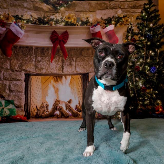 Mila, a Adoptable Mixed Breed in Clearwater, FL image 3/6