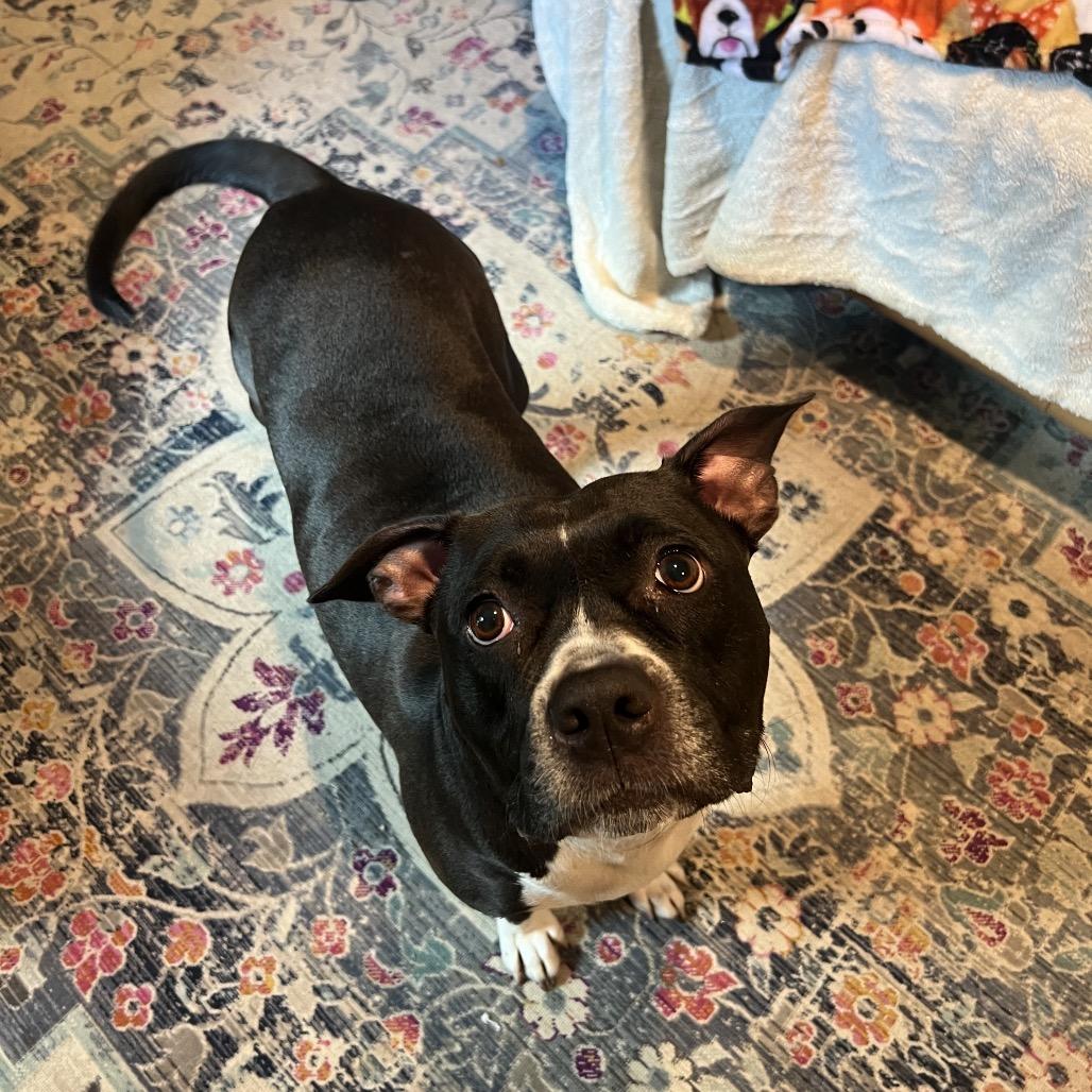 Mila, a Adoptable Mixed Breed in Clearwater, FL image 5/6