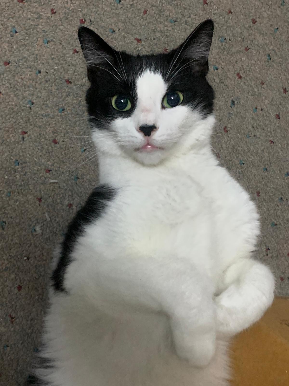 Joel, Adoptable, Adult Male Domestic Short Hair.