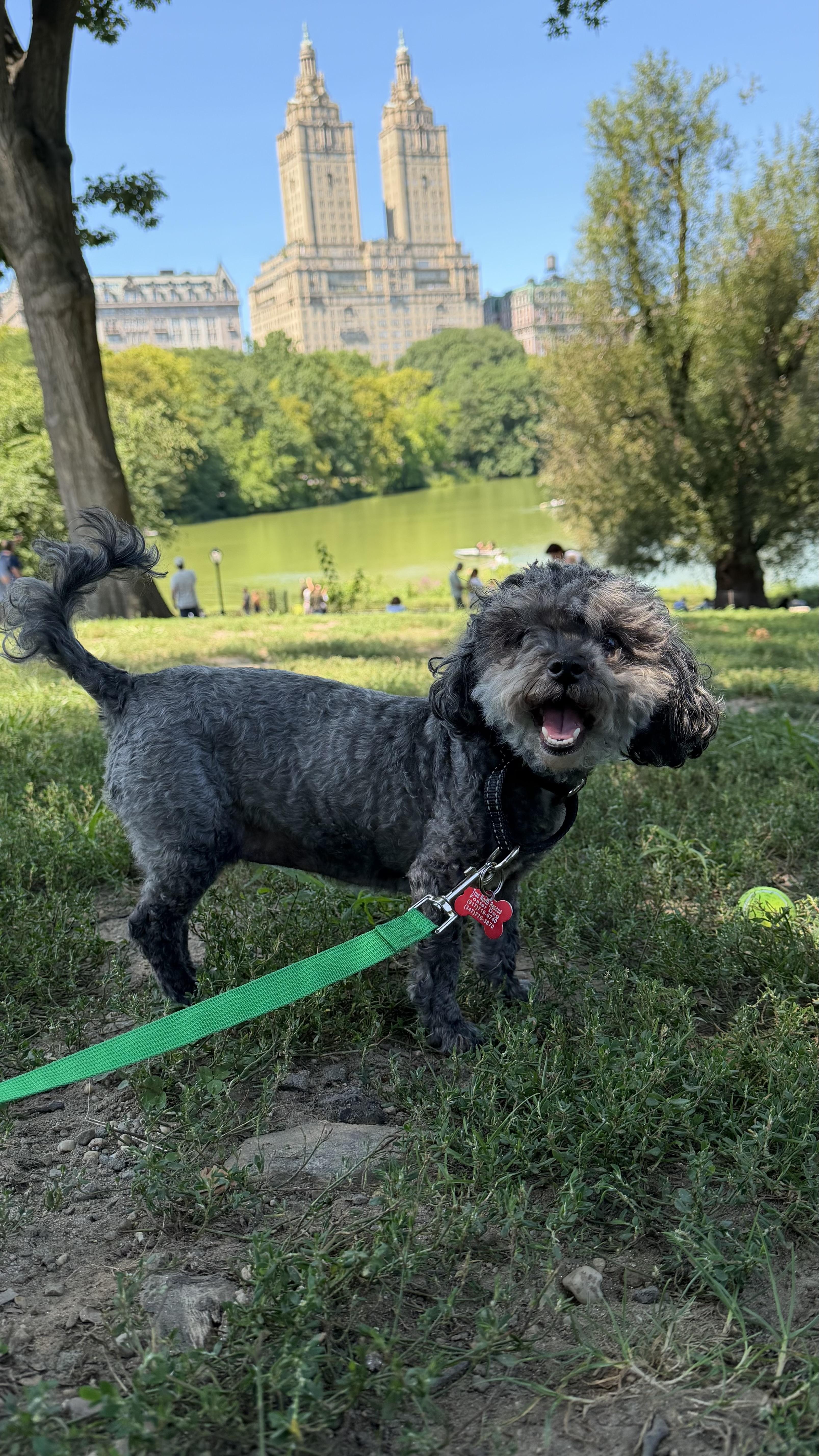 Riley, ADOPTABLE, Senior • Female, Miniature Poodle.