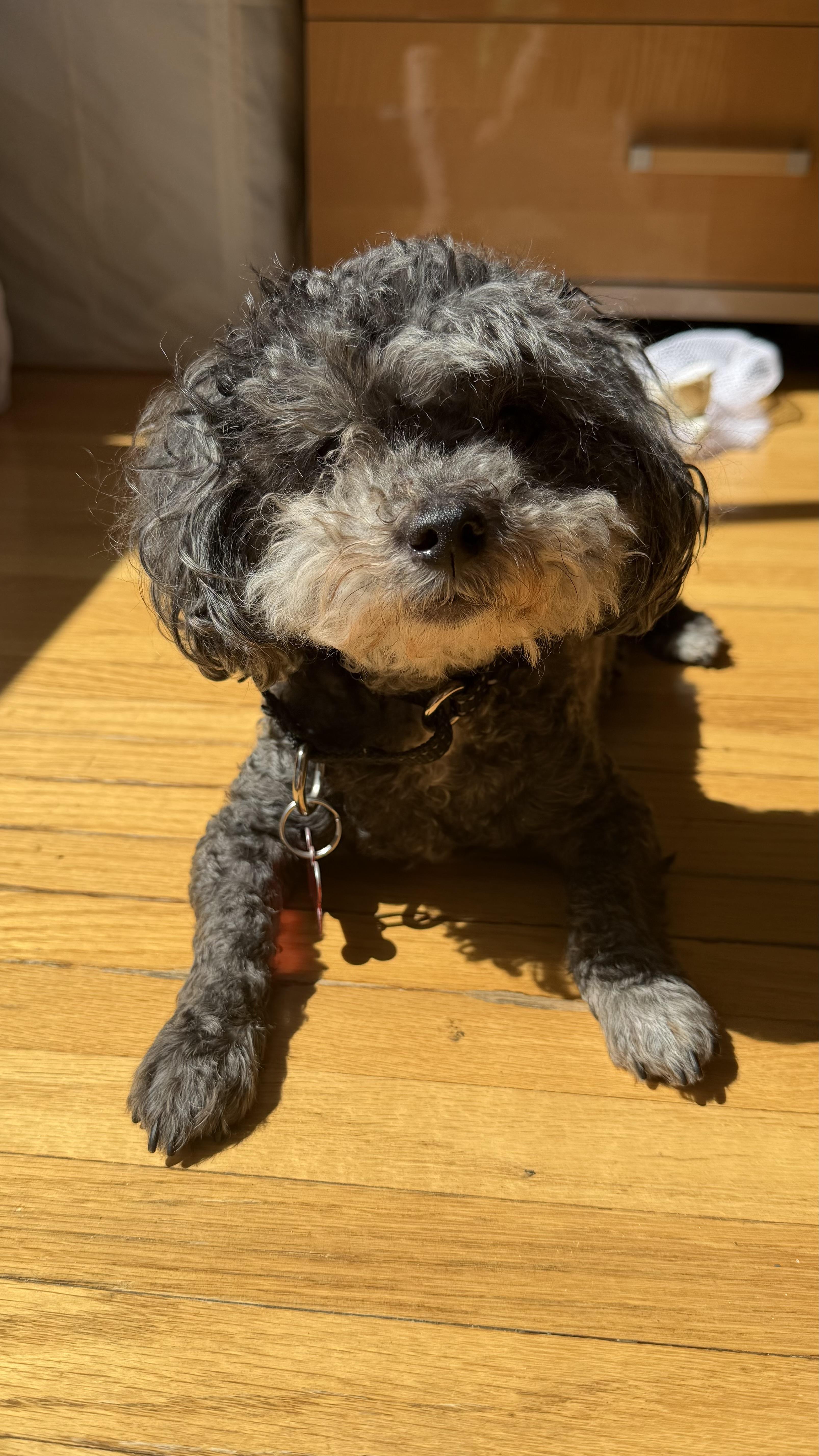 Enlarge Riley, a Adoptable mixed breed in Brooklyn, NY image 3/5