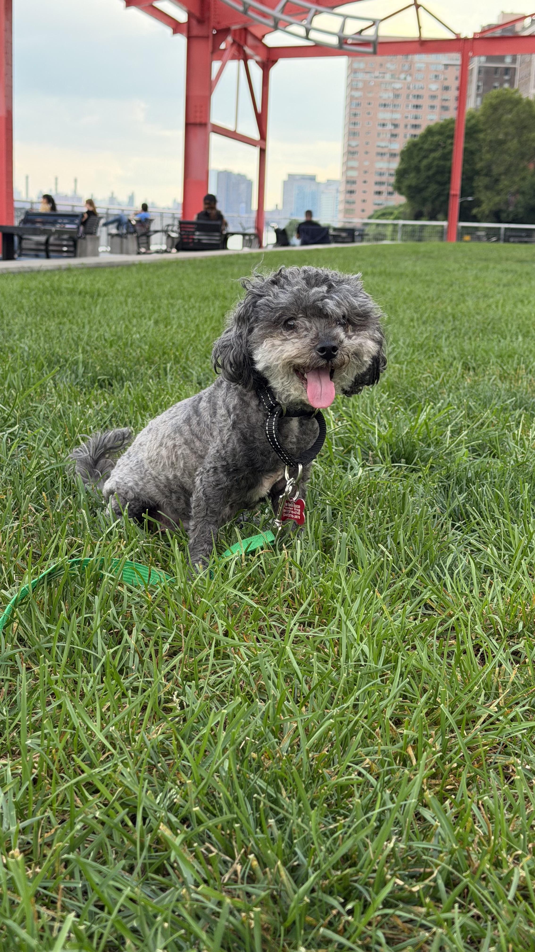 Enlarge Riley, a Adoptable mixed breed in Brooklyn, NY image 2/5