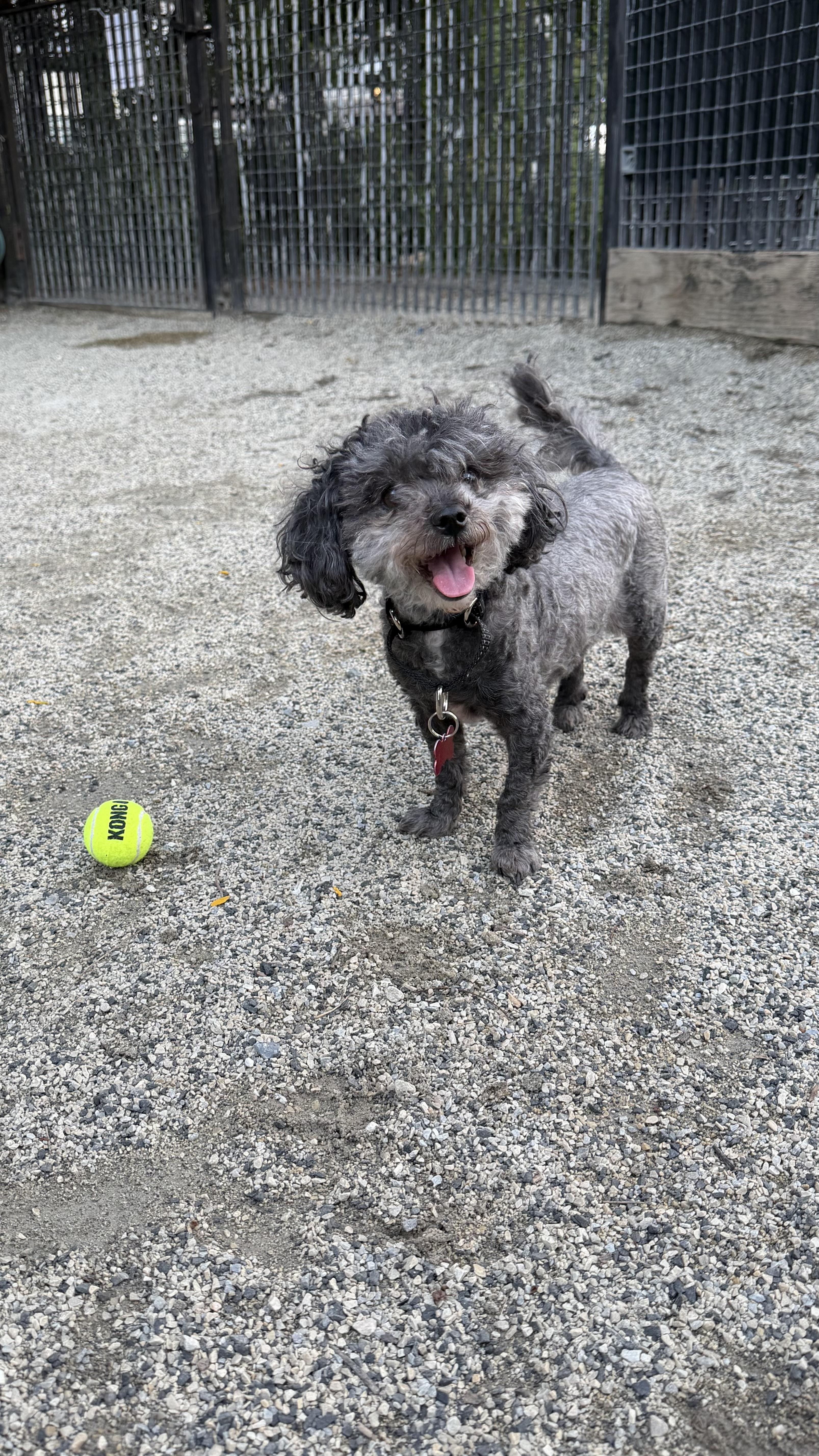 Enlarge Riley, a Adoptable mixed breed in Brooklyn, NY image 4/5
