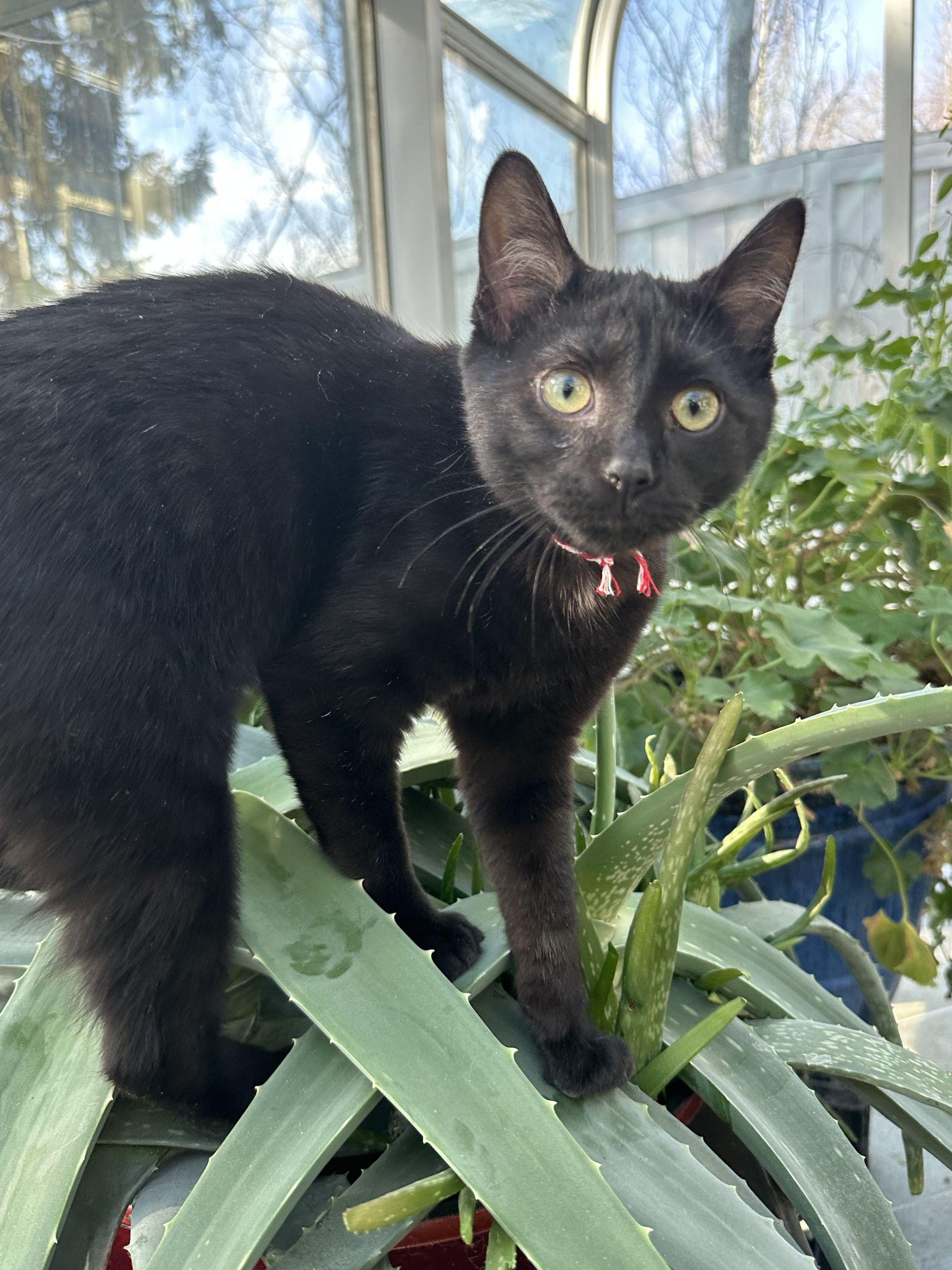 Enlarge Kaleidoscope, an adopted Domestic Short Hair in Calgary, AB image 1/2